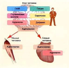 Piracetammal clevermindru