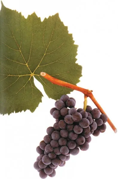Pinot Ary közepes