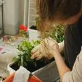 Plektrantus otthoni gondozást és előnyös tulajdonságait jelek, videók és fotók