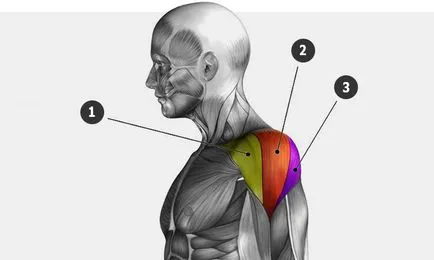 Shoulders - gyakorlat, különösen a testmozgás, az anatómia deltoidok
