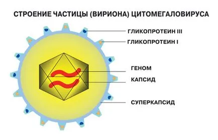 Miért antibiotikumok tehetetlenek a vírusokkal szemben, a tudomány és az élet