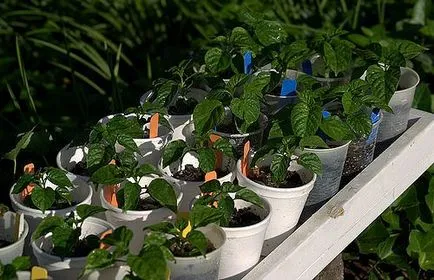 Gyenge palántanevelés bors, miért és mit kell csinálni (csemeték) Gyenge növekvő paprika palánták, miért és mit kell csinálni