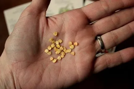 Gyenge palántanevelés bors, miért és mit kell csinálni (bors) Gyenge növekvő paprika palánták, miért és mit kell csinálni
