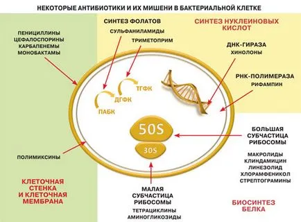 Miért antibiotikumok tehetetlenek a vírusokkal szemben, a tudomány és az élet