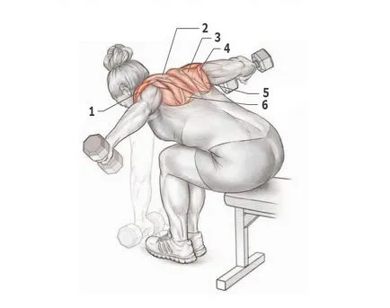 Shoulders - gyakorlat, különösen a testmozgás, az anatómia deltoidok
