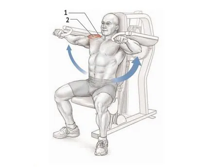 Shoulders - gyakorlat, különösen a testmozgás, az anatómia deltoidok