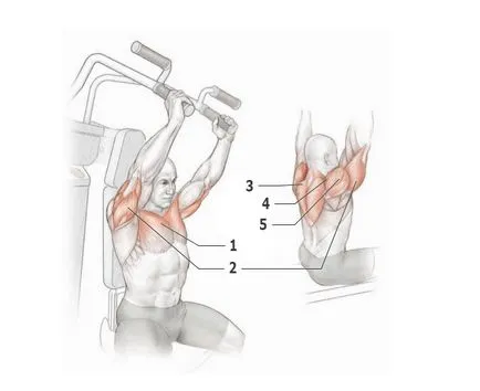 Shoulders - gyakorlat, különösen a testmozgás, az anatómia deltoidok