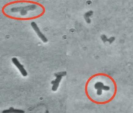 Miért antibiotikumok tehetetlenek a vírusokkal szemben, a tudomány és az élet