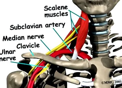 subclavia artéria