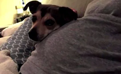 kutya enyhítésére