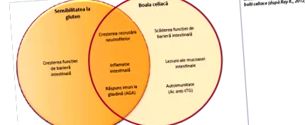 gluténnel kapcsolatos