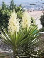 Miért levelek sárgulnak Kalanchoe