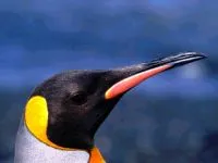 Miért Penguins nem repülnek miért pingvinek nem repülnek válasz