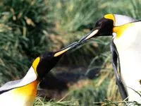 Miért Penguins nem repülnek miért pingvinek nem repülnek válasz
