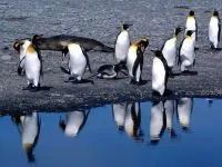 Miért Penguins nem repülnek miért pingvinek nem repülnek válasz