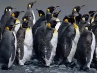Miért Penguins nem repülnek miért pingvinek nem repülnek válasz