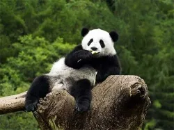 Miért a panda egy szimbólum a kínai