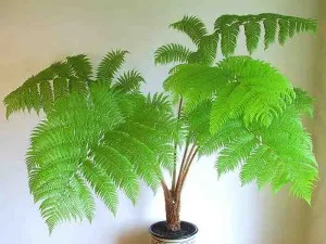 Miért páfrány terem - száraz levelek és a megfelelő ellátás otthon (levél) Miért páfrány terem - száraz levelek és a megfelelő ellátás otthon
