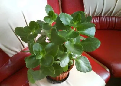 Miért Kalanchoe megsárgul és száraz levelek (Kalanchoe) Miért Kalanchoe levelek sárgulnak és száraz