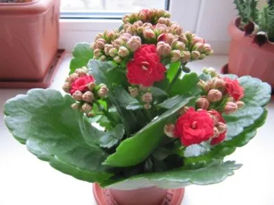 Miért Kalanchoe megsárgul és száraz levelek (Kalanchoe) Miért Kalanchoe levelek sárgulnak és száraz