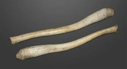 Miért a férfiak nem baculum - madár, menekülés