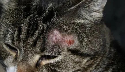 Miért a macska derít sok - mi a teendő
