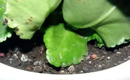 Miért sárga Kalanchoe okait és kezelését a levelek (Kalanchoe) Miért levelek sárgulnak Kalanchoe okai és kezelése