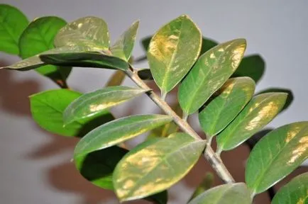 Miért Zamioculcas megsárgul, hervadás, száraz levelek, megfeketedett törzse okoz, mi a teendő, fotó, (száraz) Miért Zamioculcas megsárgul, hervadás, száraz levelek, megfeketedett törzse okoz, mi a teendő, fotó,