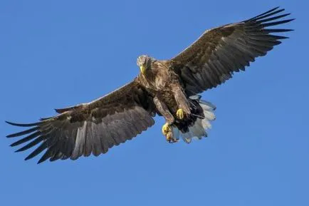 Miért madarak repülnek, és nem esik (a madarak) Miért madarak repülnek, és nem esik