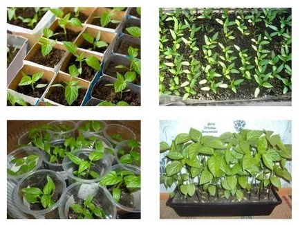 Miért nem nő a palánták paprika, mint folyamat (kert) Miért nem nő a palánták a paprika, mint élvezet