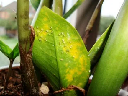Miért Zamioculcas megsárgul, hervadás, száraz levelek, megfeketedett törzse okoz, mi a teendő, fotó, (levél) Miért Zamioculcas megsárgul, hervadás, száraz levelek, megfeketedett törzse okoz, mi a teendő, fotó,