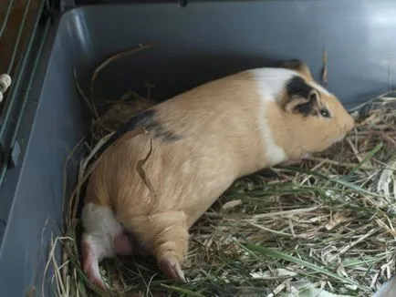 Miért tengerimalacokat alszik nyitott szemmel