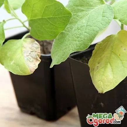 Miért ne palántanevelés paprika