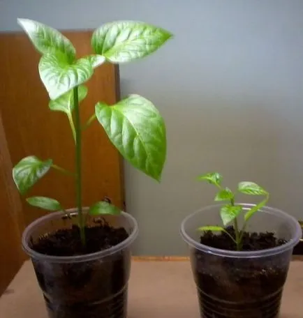 Miért ne palántanevelés paprika
