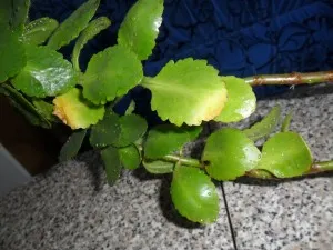 Miért levelek sárgulnak Kalanchoe gondozásában szobanövények 1 (Kalanchoe) Miért levelek sárgulnak Kalanchoe gondozásában szobanövények 1