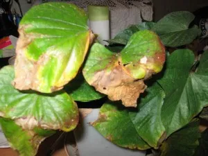 Miért levelek sárgulnak Kalanchoe gondozásában szobanövények 1 (levél) Miért levelek sárgulnak Kalanchoe gondozásában szobanövények 1