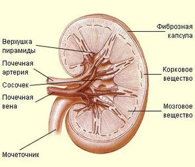 humán vese, a szerkezet működését, egy őszinte beszélgetés