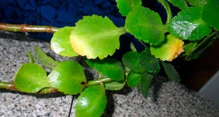 Miért levelek sárgulnak Kalanchoe gondozásában szobanövények 1 (sárga) Miért levelek sárgulnak Kalanchoe gondozásában szobanövények 1
