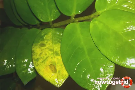 Miért levelek sárgulnak a Zamioculcas