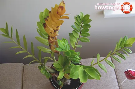 Miért levelek sárgulnak a Zamioculcas