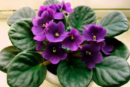 Miért hervadás szoba Violet, és mit kell tenni