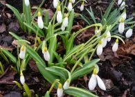 Hóvirág érdekes faj, termesztés, gondozás, tenyésztés (hóvirág Galanthus faj osztályozását ellátás választási tipikus leszállás helyszínen betegségek és kártevők a táj design) Hóvirág érdekes faj, termesztés, gondozás, tenyésztés