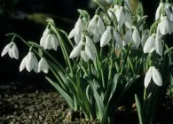 Hóvirág érdekes faj, termesztés, gondozás, tenyésztés (hóvirág Galanthus faj osztályozását ellátás választási tipikus leszállás helyszínen betegségek és kártevők a táj design) Hóvirág érdekes faj, termesztés, gondozás, tenyésztés