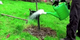 Termékenyítő hamu, hogyan kell elkészíteni fától az infúzió színes video