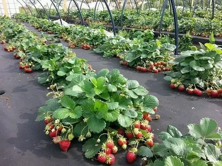 Levélfert termékenyítő a technológiai leírást korlátozások
