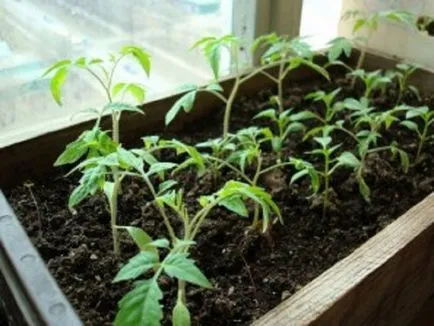 Trágyázás palánták paradicsom és paprika
