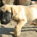 Török Kangal kutyák számára (55 fotó) anatóliai juhászkutya, aki anatóliai, leírás, videó
