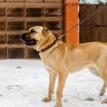 Török Kangal kutyák számára (55 fotó) anatóliai juhászkutya, aki anatóliai, leírás, videó