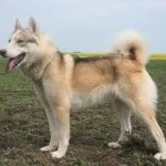 Husky fajta karakter, ellátás, az oktatás és képzés kihívások