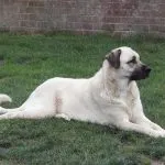 Török Kangal kutyák számára (55 fotó) anatóliai juhászkutya, aki anatóliai, leírás, videó